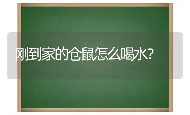 刚到家的仓鼠怎么喝水？ | 动物养殖问答