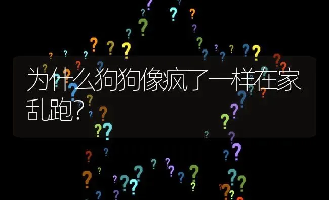 为什么狗狗像疯了一样在家乱跑？ | 动物养殖问答