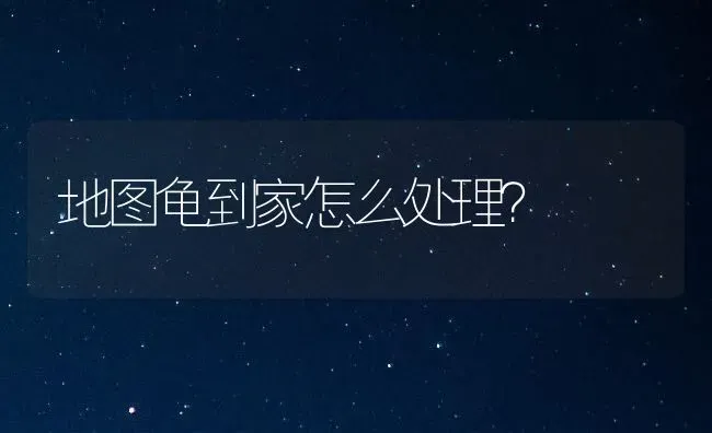 地图龟到家怎么处理？ | 动物养殖问答