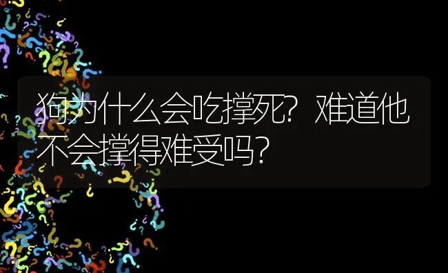 狗为什么会吃撑死?难道他不会撑得难受吗？ | 动物养殖问答