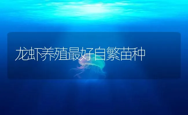 龙虾养殖最好自繁苗种 | 海水养殖技术