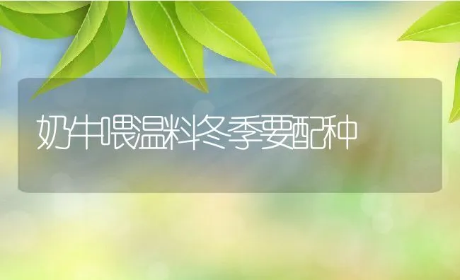 奶牛喂温料冬季要配种 | 动物养殖学堂