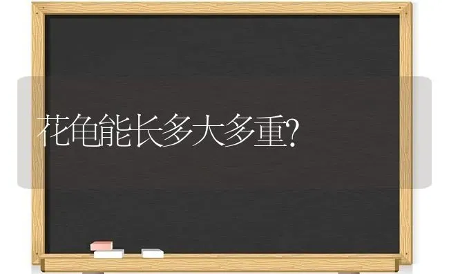 花龟能长多大多重？ | 动物养殖问答