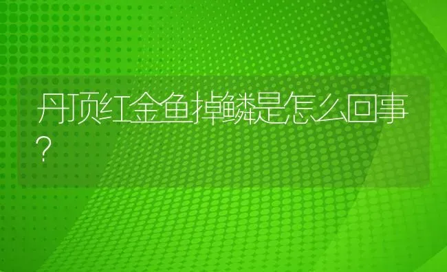 丹顶红金鱼掉鳞是怎么回事？ | 鱼类宠物饲养