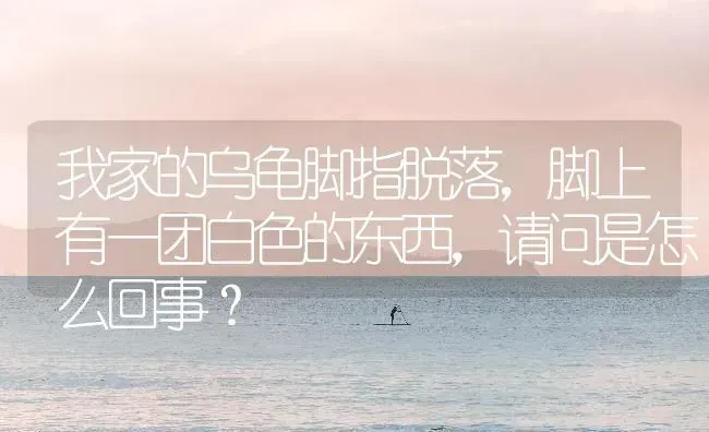 我家的乌龟脚指脱落，脚上有一团白色的东西，请问是怎么回事？ | 动物养殖问答