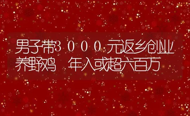 男子带3000元返乡创业养野鸡 年入或超六百万 | 动物养殖教程