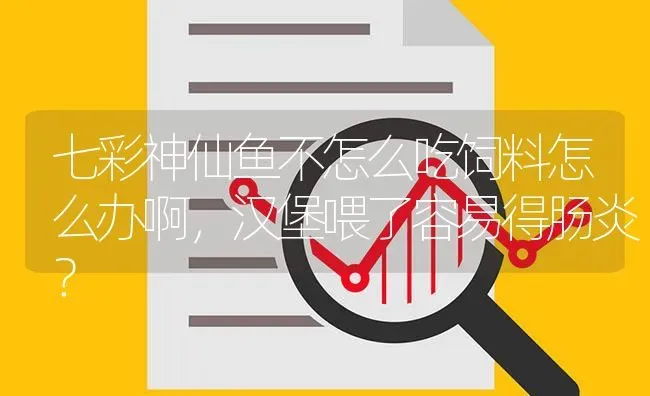 七彩神仙鱼不怎么吃饲料怎么办啊，汉堡喂了容易得肠炎？ | 鱼类宠物饲养