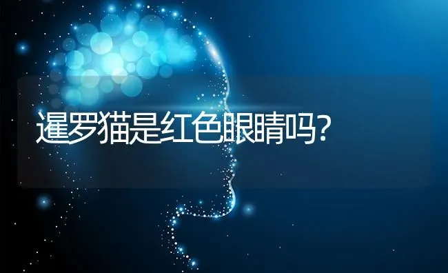 暹罗猫是红色眼睛吗？ | 动物养殖问答