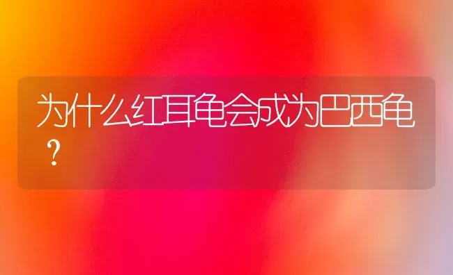 养加菲猫要什么颜色？ | 动物养殖问答