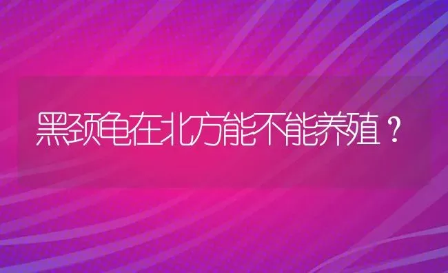 黑颈龟在北方能不能养殖？ | 动物养殖问答