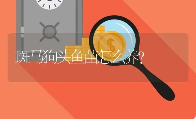 斑马狗头鱼苗怎么养？ | 鱼类宠物饲养