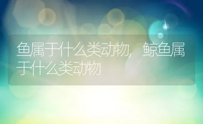 鱼属于什么类动物,鲸鱼属于什么类动物 | 宠物百科知识