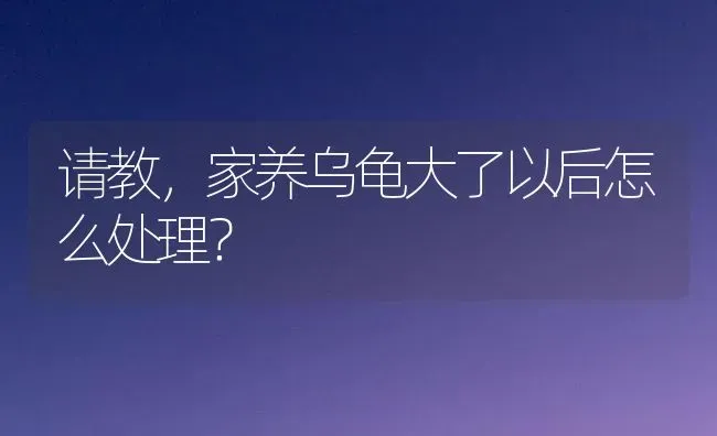 请教，家养乌龟大了以后怎么处理？ | 动物养殖问答