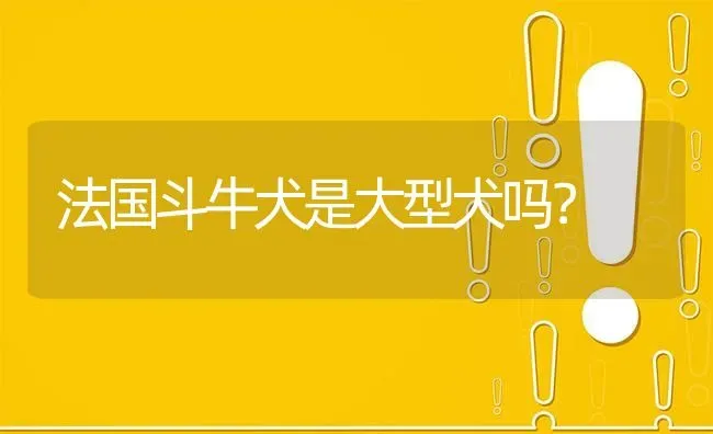 法国斗牛犬是大型犬吗？ | 动物养殖问答