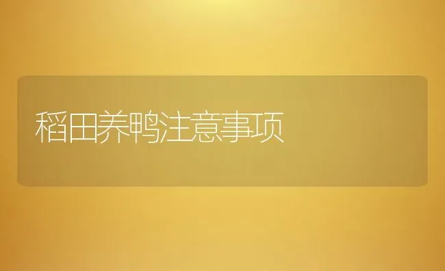 稻田养鸭注意事项 | 动物养殖百科