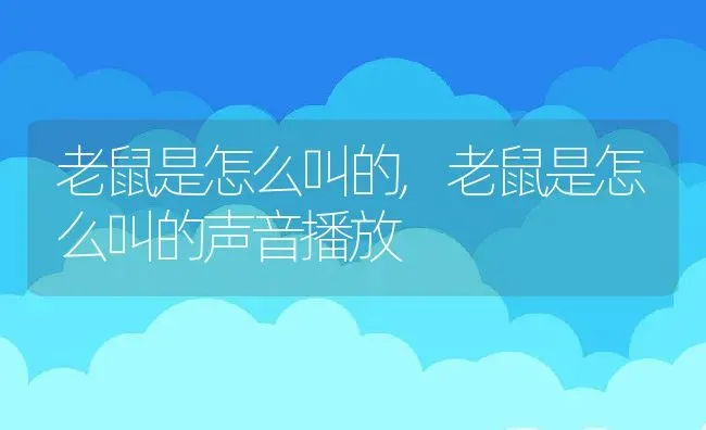 老鼠是怎么叫的,老鼠是怎么叫的声音播放 | 宠物百科知识