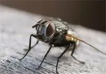 苍蝇养殖种蝇的淘汰