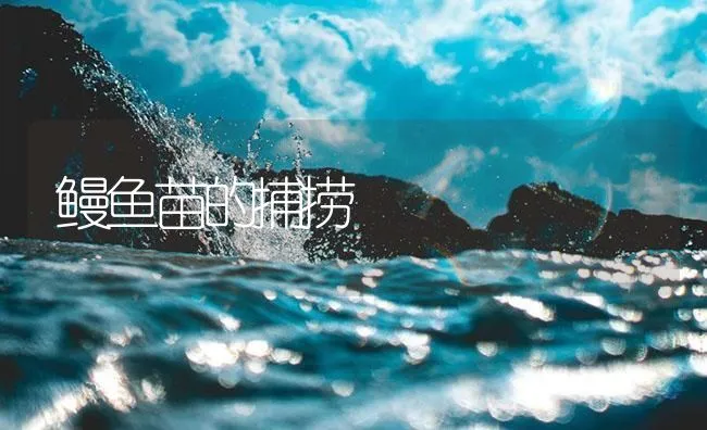 鳗鱼苗的捕捞 | 海水养殖技术