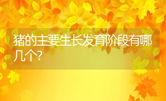 猪的主要生长发育阶段有哪几个？ | 动物养殖学堂