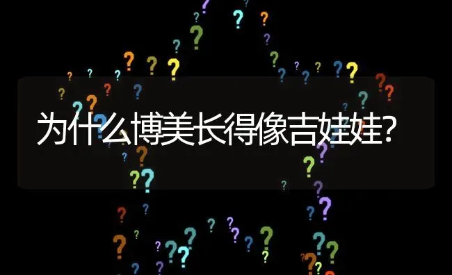 为什么博美长得像吉娃娃？ | 动物养殖问答