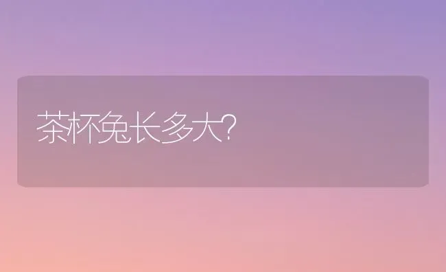 茶杯兔长多大？ | 动物养殖问答