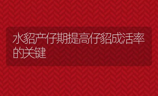 水貂产仔期提高仔貂成活率的关键 | 水产养殖知识