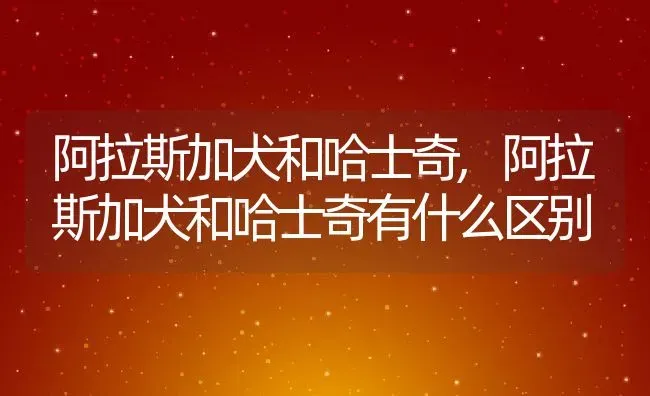 阿拉斯加犬和哈士奇,阿拉斯加犬和哈士奇有什么区别 | 宠物百科知识