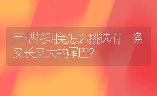 巨型花明兔怎么挑选有一条又长又大的尾巴？ | 动物养殖问答