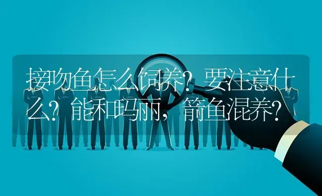 接吻鱼怎么饲养？要注意什么？能和玛丽，箭鱼混养？ | 鱼类宠物饲养