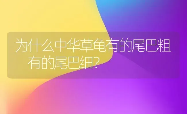 为什么中华草龟有的尾巴粗 有的尾巴细？ | 动物养殖问答