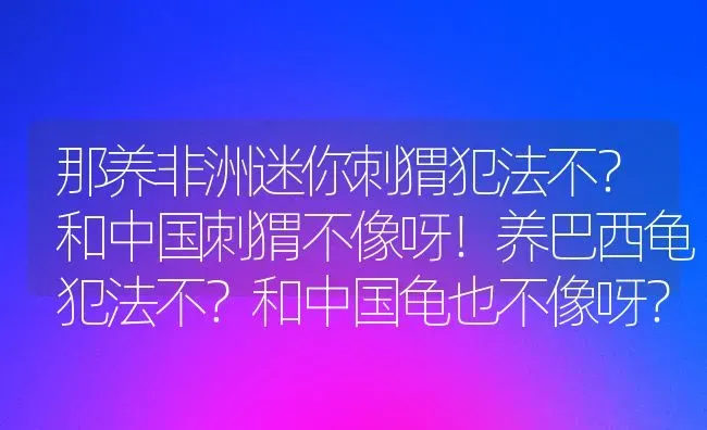 那养非洲迷你刺猬犯法不？和中国刺猬不像呀！养巴西龟犯法不？和中国龟也不像呀？ | 动物养殖问答