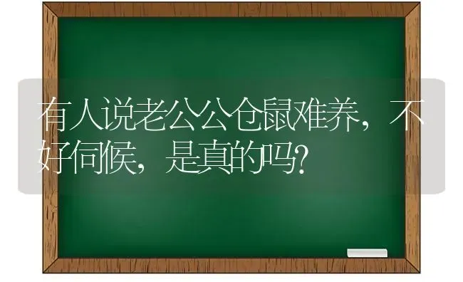 有人说老公公仓鼠难养，不好伺候，是真的吗？ | 动物养殖问答