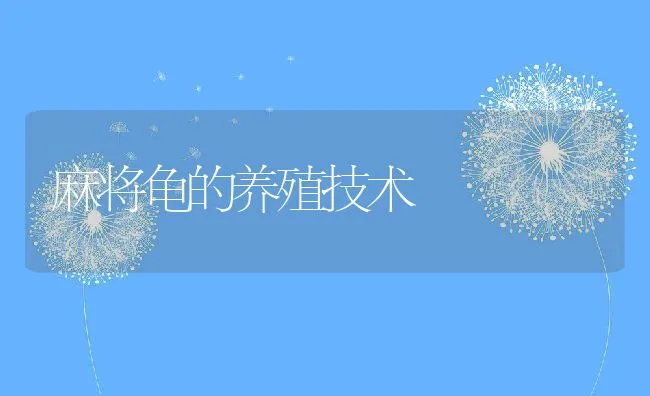 麻将龟的养殖技术 | 水产养殖知识