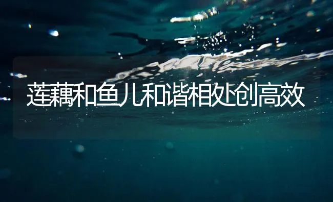 莲藕和鱼儿和谐相处创高效 | 海水养殖技术