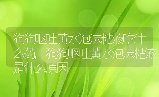 狗狗呕吐黄水泡沫粘液吃什么药,狗狗呕吐黄水泡沫粘液是什么原因 | 宠物百科知识