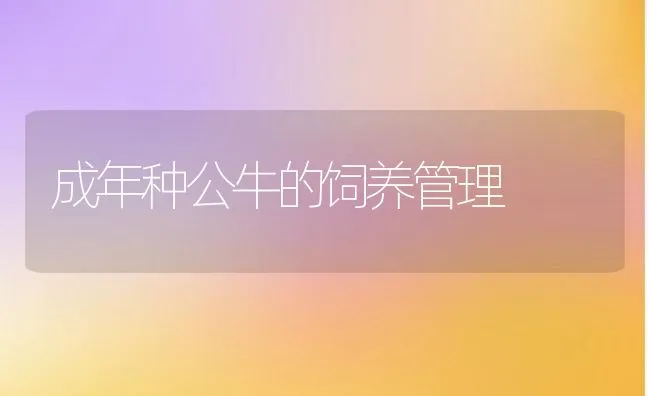 成年种公牛的饲养管理 | 动物养殖饲料