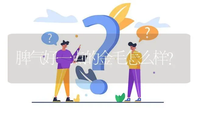 脾气好一点的金毛怎么样？ | 动物养殖问答