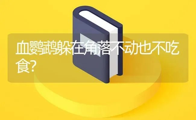 血鹦鹉躲在角落不动也不吃食？ | 鱼类宠物饲养