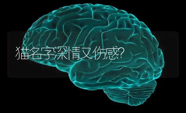 猫名字深情又伤感？ | 动物养殖问答