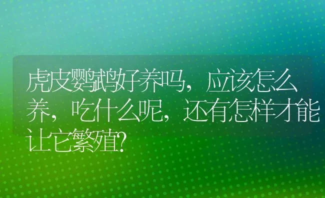 虎皮鹦鹉好养吗，应该怎么养，吃什么呢，还有怎样才能让它繁殖？ | 动物养殖问答