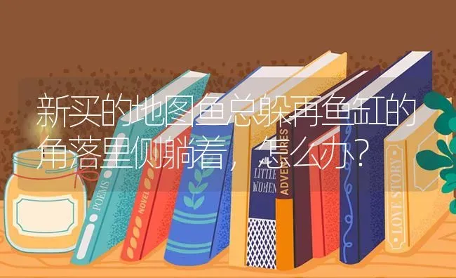 新买的地图鱼总躲再鱼缸的角落里侧躺着，怎么办？ | 鱼类宠物饲养