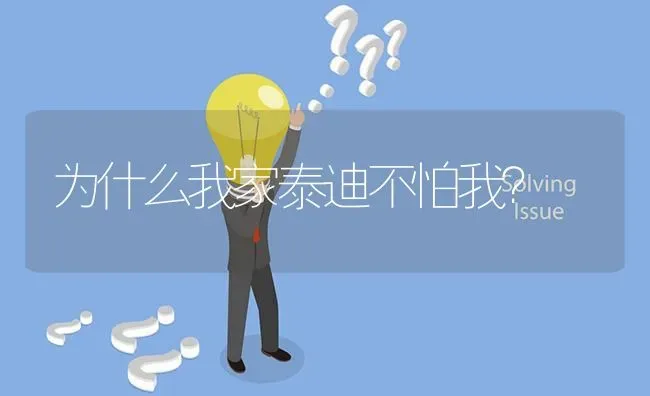 为什么我家泰迪不怕我？ | 动物养殖问答