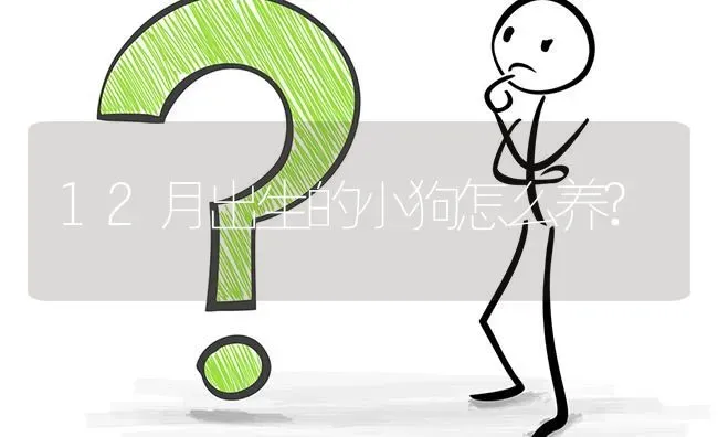 12月出生的小狗怎么养? | 动物养殖问答