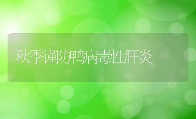 秋季谨防鸭病毒性肝炎 | 动物养殖学堂