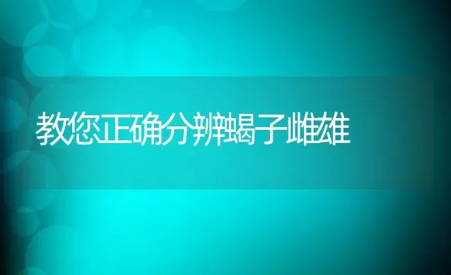 教您正确分辨蝎子雌雄 | 动物养殖教程