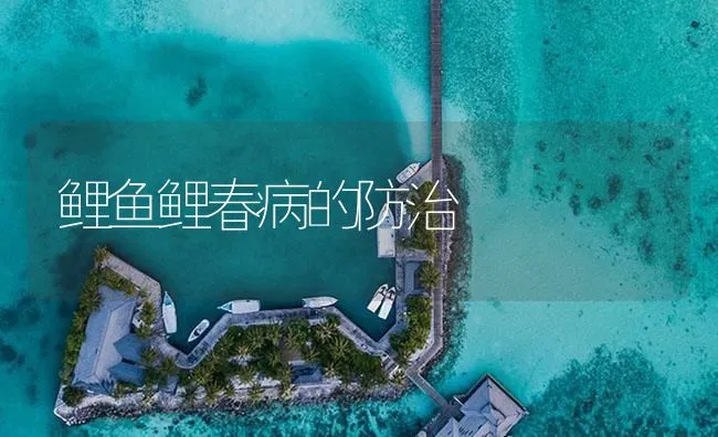 鲤鱼鲤春病的防治 | 海水养殖技术