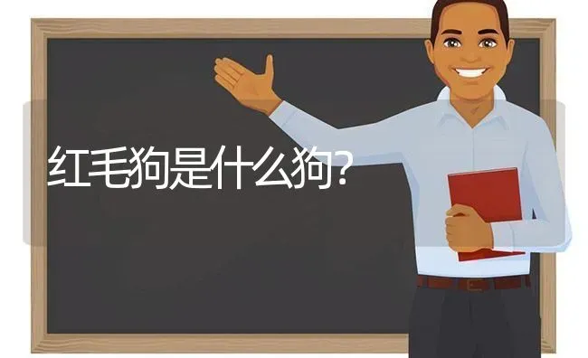 红毛狗是什么狗？ | 动物养殖问答