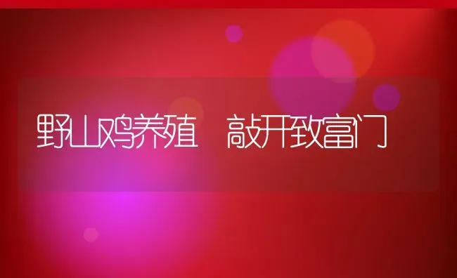 野山鸡养殖 敲开致富门 | 动物养殖教程