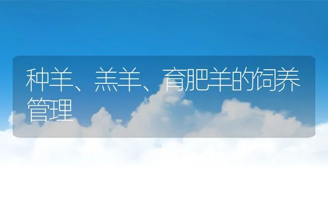 种羊、羔羊、育肥羊的饲养管理 | 动物养殖学堂
