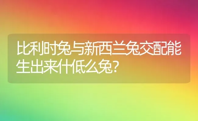 比利时兔与新西兰兔交配能生出来什低么兔？ | 动物养殖问答